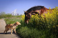 Un jeune chien rencontre un cheval dans un champ