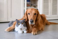 La relation du chien avec le chat