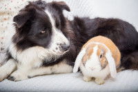 La relation du chien avec le lapin