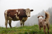 La relation du chien avec la vache