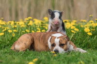 La relation du chien avec le cochon