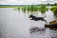 Un Teckel saute dans un étang