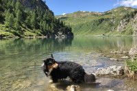Un Berger Australien dans un lac
