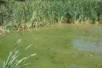 Un étang sale et vert