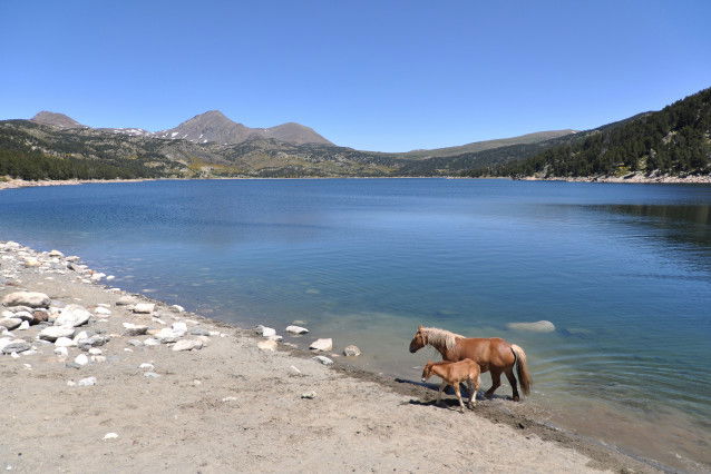 Des chevaux au lac des Bouillouses