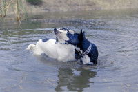 Deux chiens grognent dans un étang