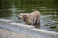 Un chien aboie dans un lac