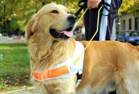 Un Golden Retriever utilisé comme chien d'assistance et portant un harnais spécial.