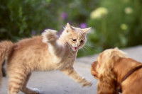 Une bagarre entre un chien et un chat, ce dernier ayant la patte levée.