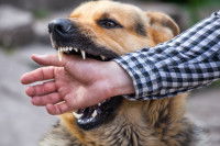 Un chien mordant le poignet d'une personne.