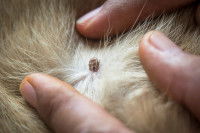 Un parasite en train d'entrer dans la peau d'un chien.
