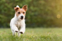 Un chien qui court dans l'herbe.