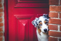 Un chien assis à la porte d'une maison et regardant vers l'extérieur.
