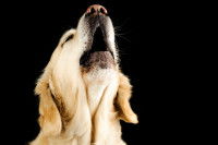Zoom sur la tête d'un chien couleur crème en train d'aboyer.