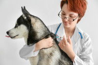 Un chien en train de se faire vacciner dans le cou.