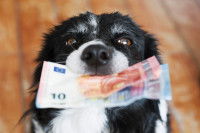 Un chien tenant dans sa gueule des billets en euros.