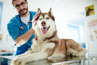 Un vétérinaire en train d'ausculter un chien de grande taille allongé sur une table.