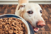 Un chien regardant sa gamelle pleine de croquettes.