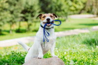 Un petit chien assis qui tient sa laisse dans sa gueule.