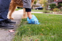 Une personne ramassant dans un sac plastique les déjections de son chien.