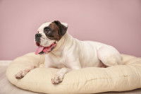 Un chien allongé sur son coussin.