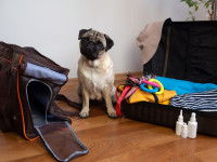 Un Carlin entouré de tout le nécessaire pour ses vacances : sac de transport, passeport et carnet de santé, produits d'hygiène, jouets et divers accessoires.