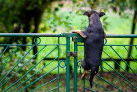 Un chien en train de passer par dessus un portail pour fuguer.