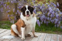 Un Saint Bernard assis sur des planches en bois devant des lavandes.