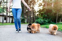 Une personne tenant en laisse quatre chiens.