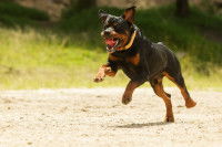 Un chien Rottweiler courant en extérieur, la gueule ouverte et les oreilles dressées.