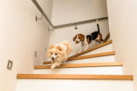 Deux chiens descendant les escaliers à l'intérieur d'un logement.