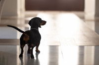 Un chien Teckel dans un appartement, vu de dos.