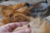 Zoom sur un parasite situé sur la peau d'un chien près de son cou.