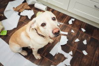 Un Labrador Retriever assis dans la cuisine après avoir éparpillé du papier tout autour de lui.