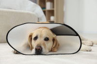 Un Labrador Retriever allongé au sol et portant une collerette.