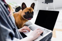 Une personne avec un ordinateur portable sur ses genoux et son chien à côté d'elle.