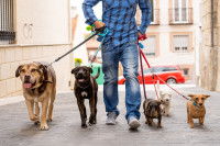 Une personne promenant en laisse cinq chiens de différentes tailles.