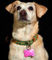 Gros plan sur la tête et le cou d'un chien portant un collier avec une médaille.