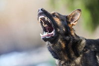 Un chien la gueule ouverte et montrant les crocs.