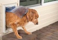 Un chien de grande taille passant par une porte pour chien afin de sortir de la maison.