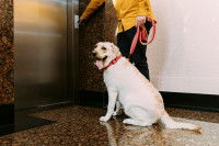 Une personne tenant son chien en laisse en train d'appeler l'ascenceur dans le hall d'un immeuble.