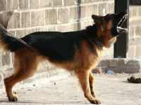 Berger Allemand dos au mur aboyant de manière féroce