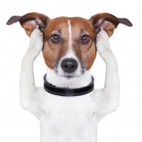 Jack Russell se couvrant les oreilles avec ses pattes