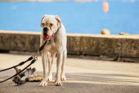 Un chien Dogue allemand tenu en laisse au bord du lac Léman à Vevey, en Suisse
