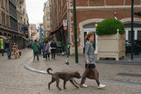 Une femme en train de marcher avec un Pitbull dans une rue de Bruxelles