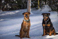 Un Rottweiler et un Staffordshire Bull Terrier assis dans la neige dans une forêt