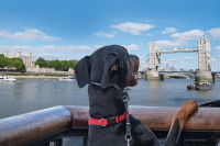 Un chien en train de regarder vers le Tower Bridge, à Londres