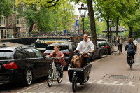 Un homme en train de transporter son chien dans un vélo-cargo à Amsterdam (Pays-Bas)
