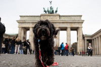 Un Labradoodle devant la Brandenburger Tor, à Berlin (Allemagne)