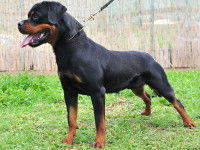 Un chien Rottweiler tenu en laisse et portant un collier en métal